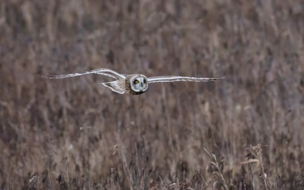 Short-eared Owl - ML647676297