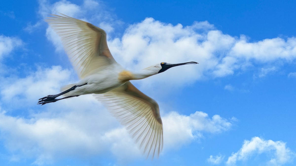 Косар королівський - ML647676302