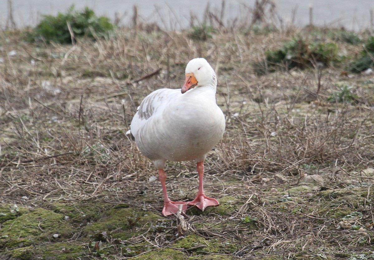 Antzara hankagorrizta (etxekoa) - ML647676315