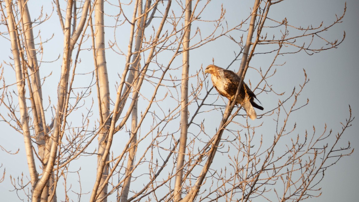 Upland Buzzard - ML647676321