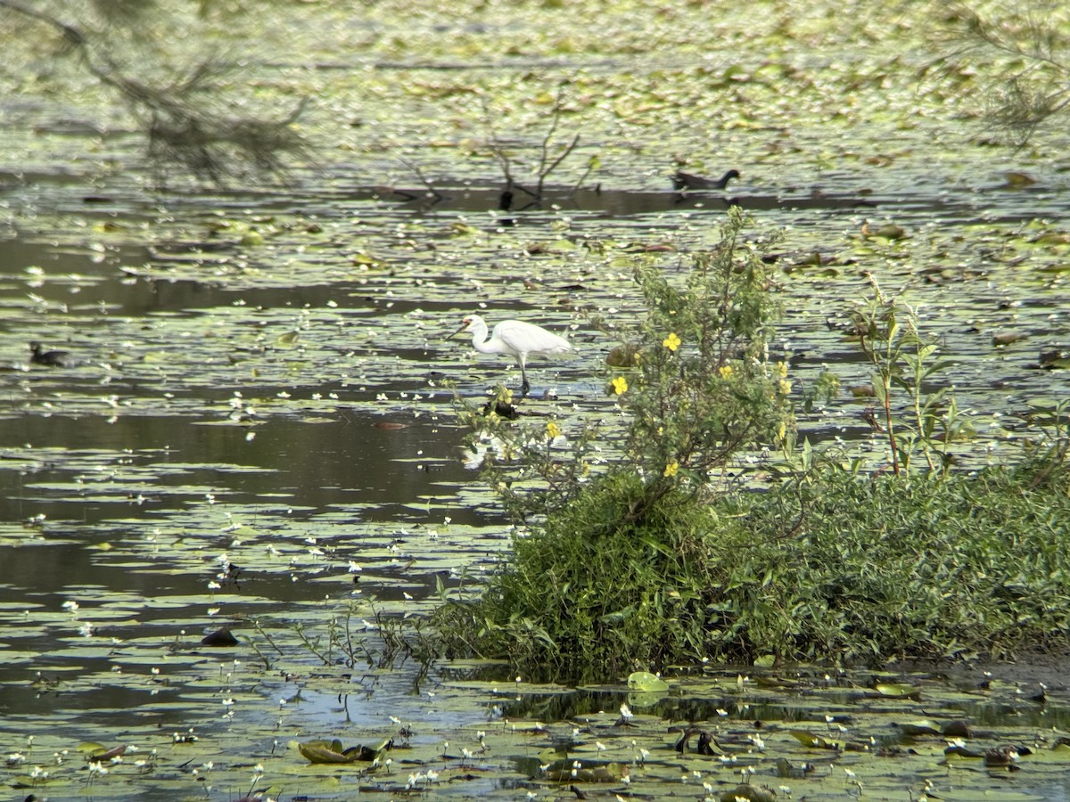 Малая белая цапля - ML647676327