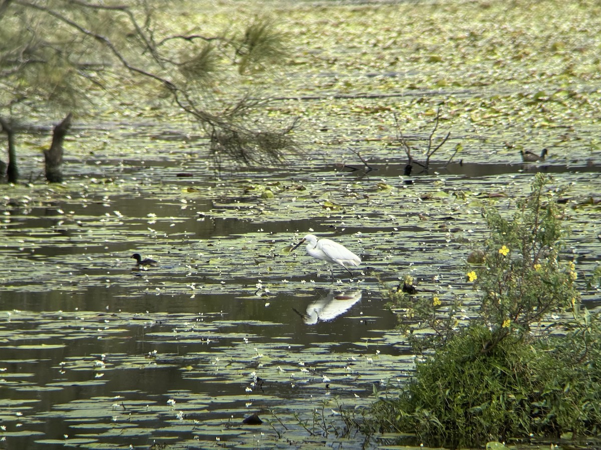 Малая белая цапля - ML647676329