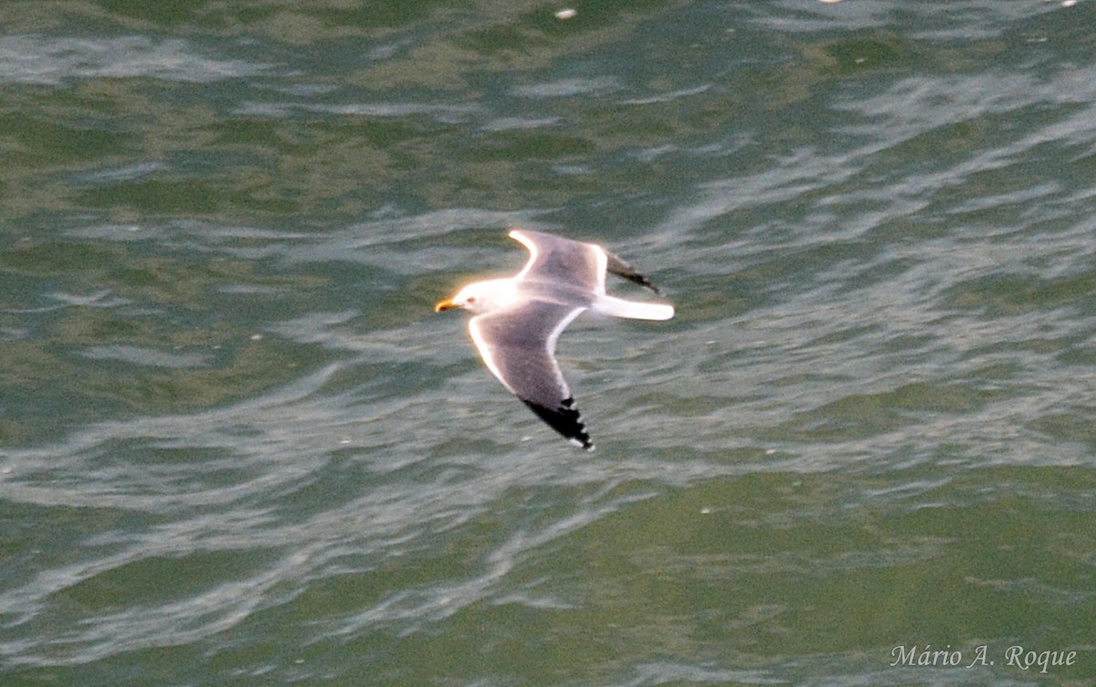 Средиземноморская чайка - ML647676343