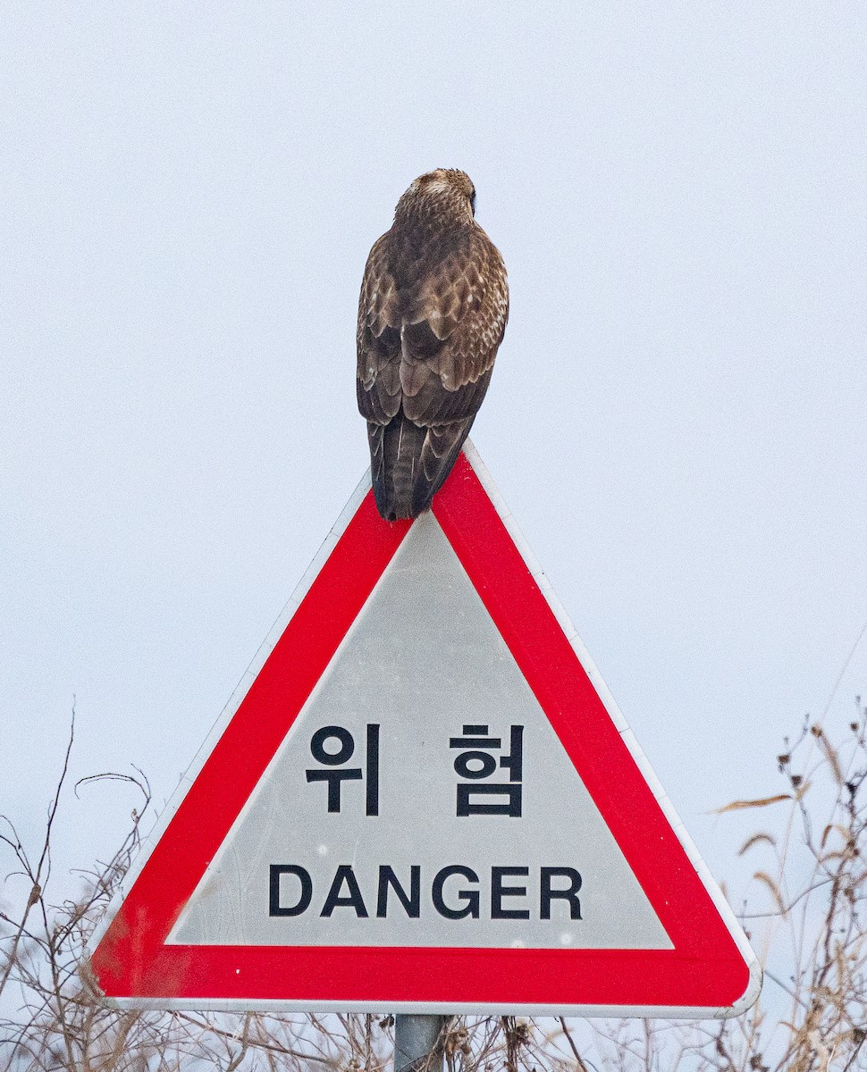 Восточный канюк - ML647676345