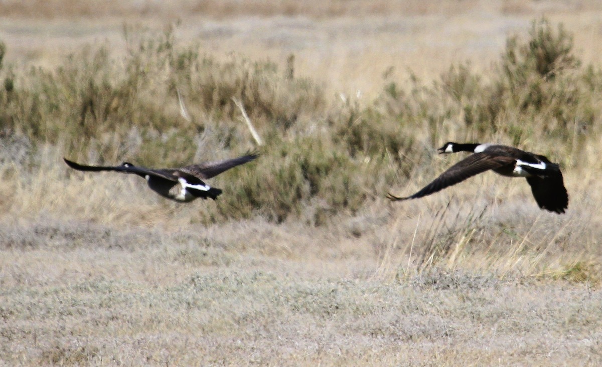 Канадская казарка - ML647676346