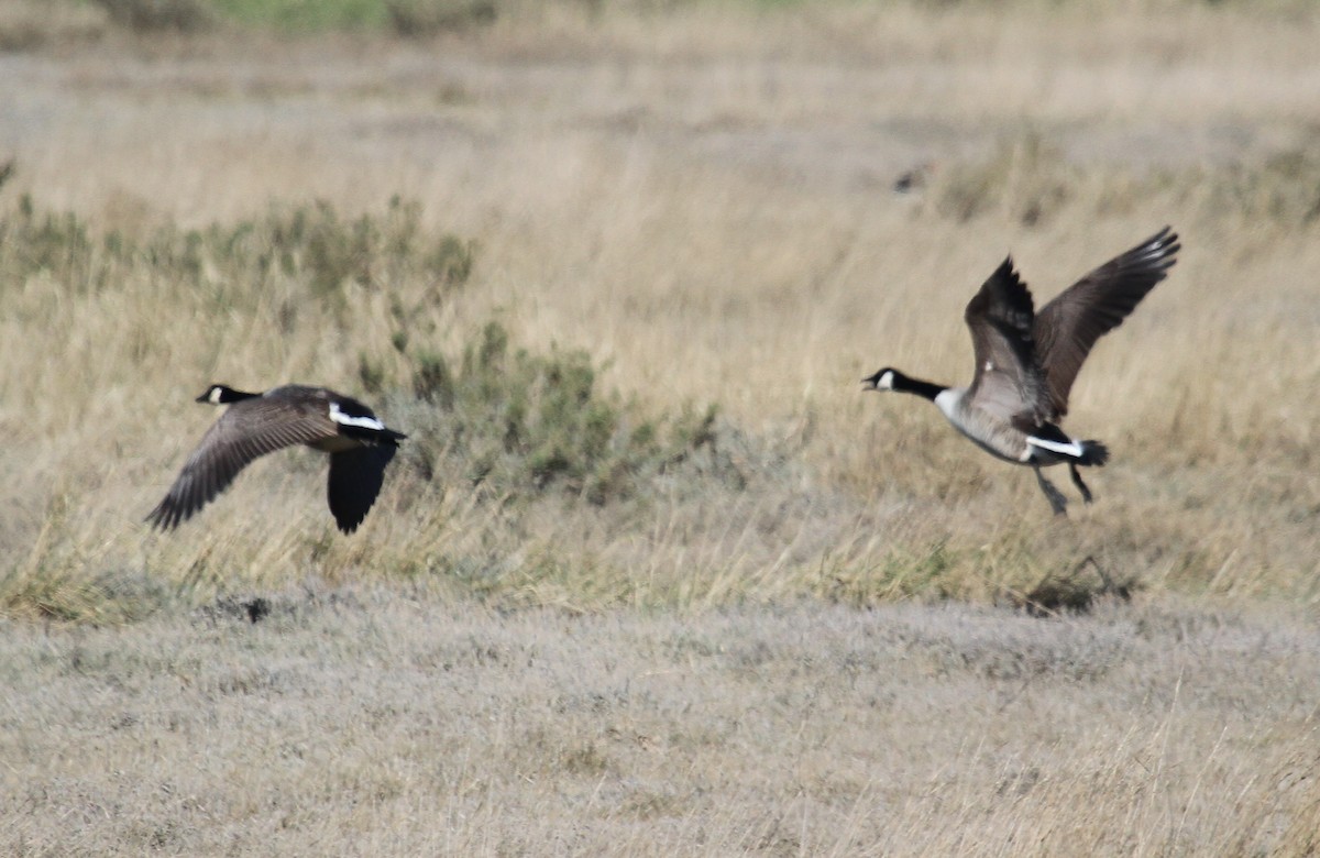 Канадская казарка - ML647676347