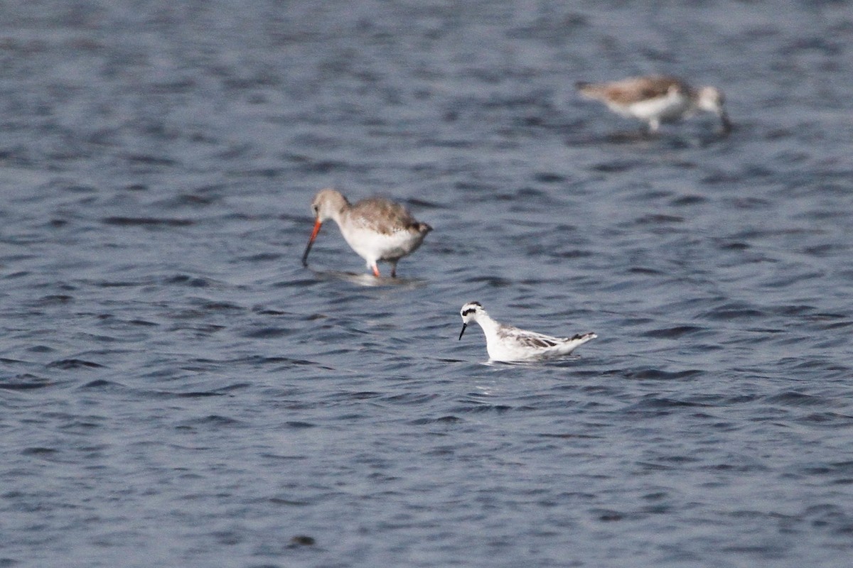 Круглоносый плавунчик - ML647676350