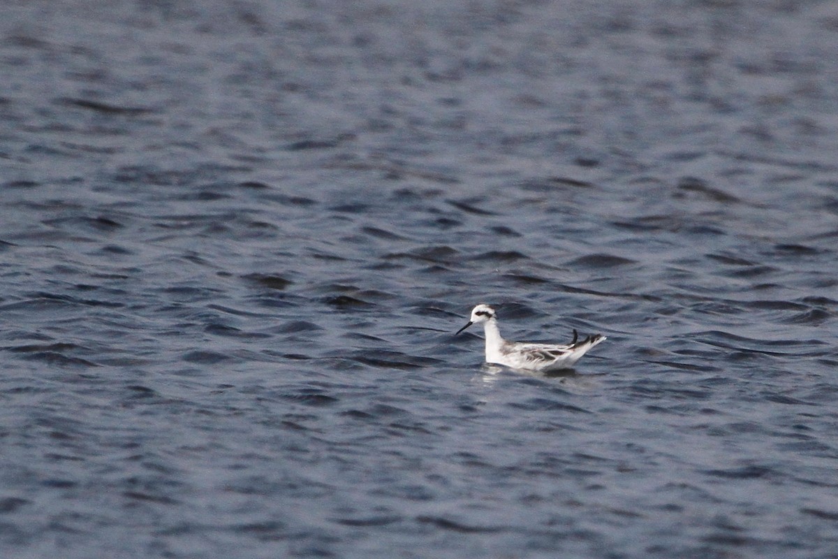 Круглоносый плавунчик - ML647676351