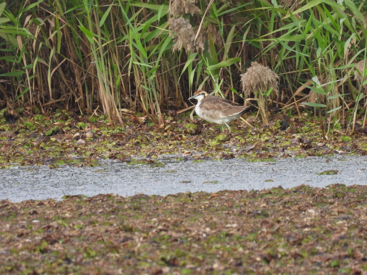 Фазанохвостая якана - ML647676352
