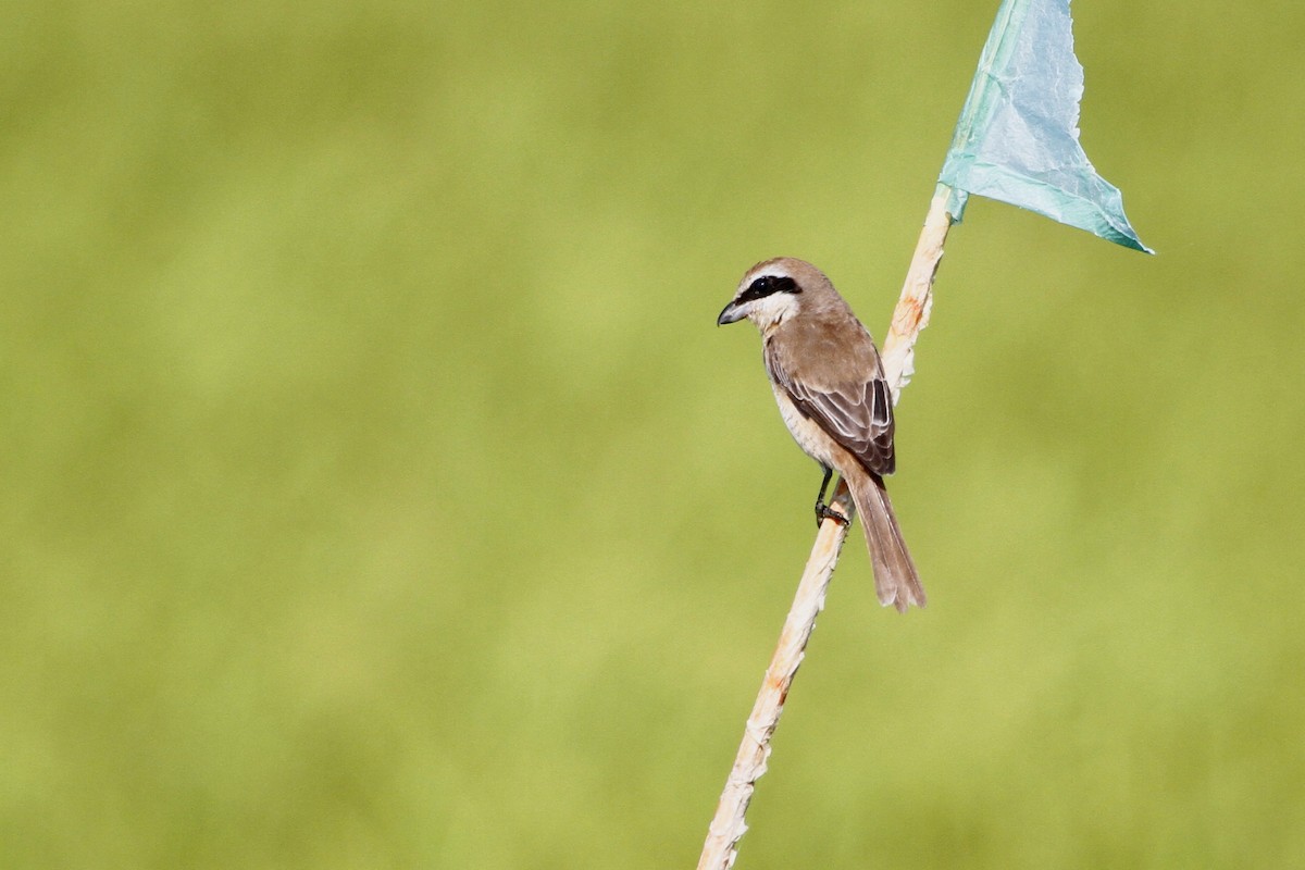 Сибирский жулан - ML647676353