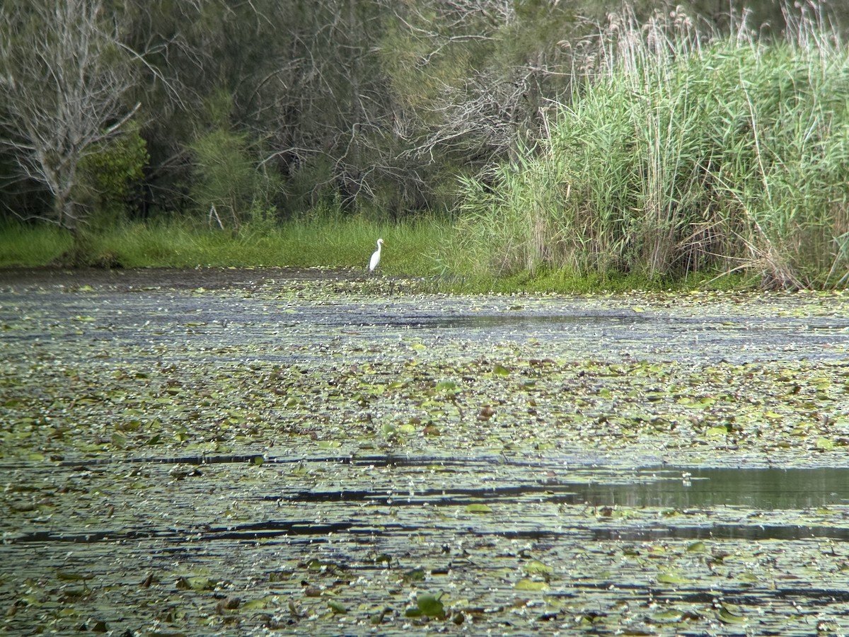Plumed Egret - ML647676354
