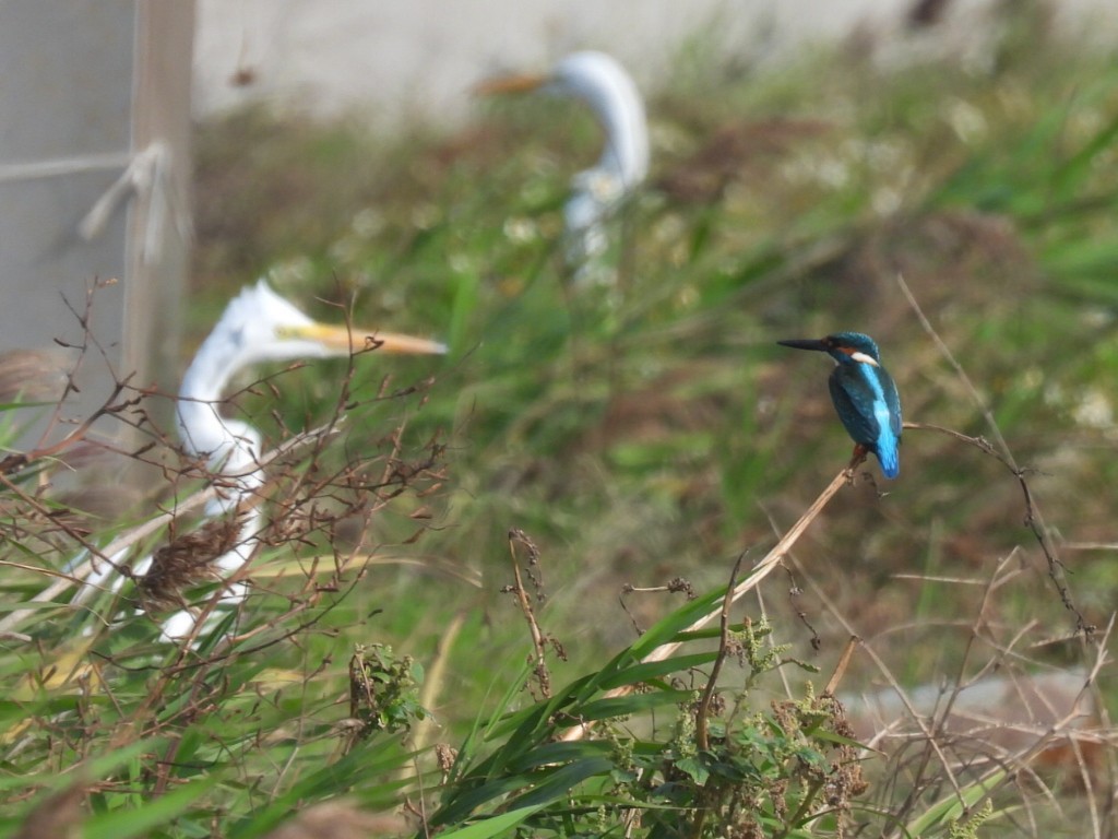 Зимородок - ML647676356