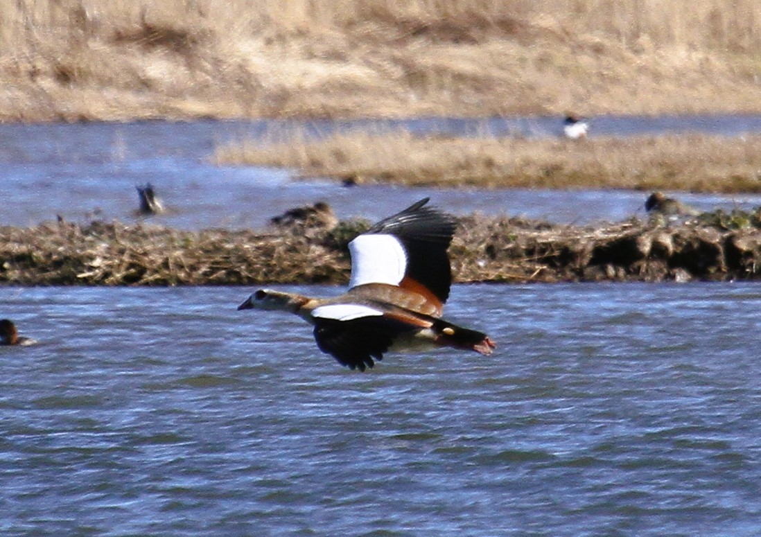 Нильский гусь - ML647676361
