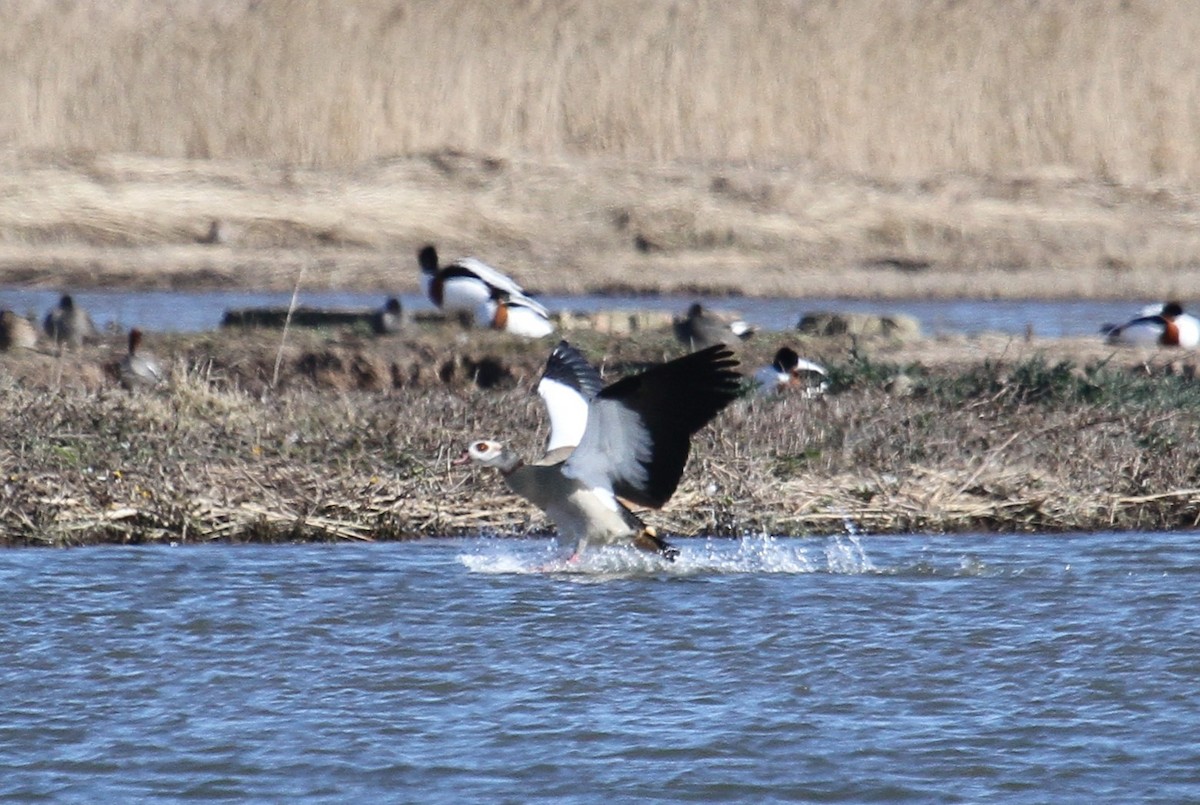 Нильский гусь - ML647676362