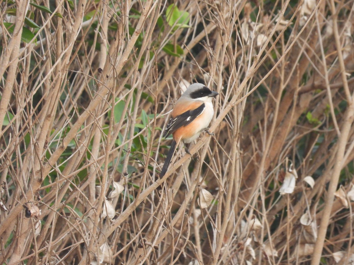 Длиннохвостый сорокопут - ML647676363