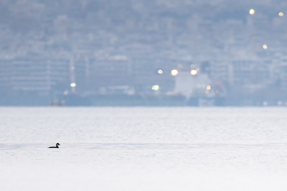 Синьга - ML647676364