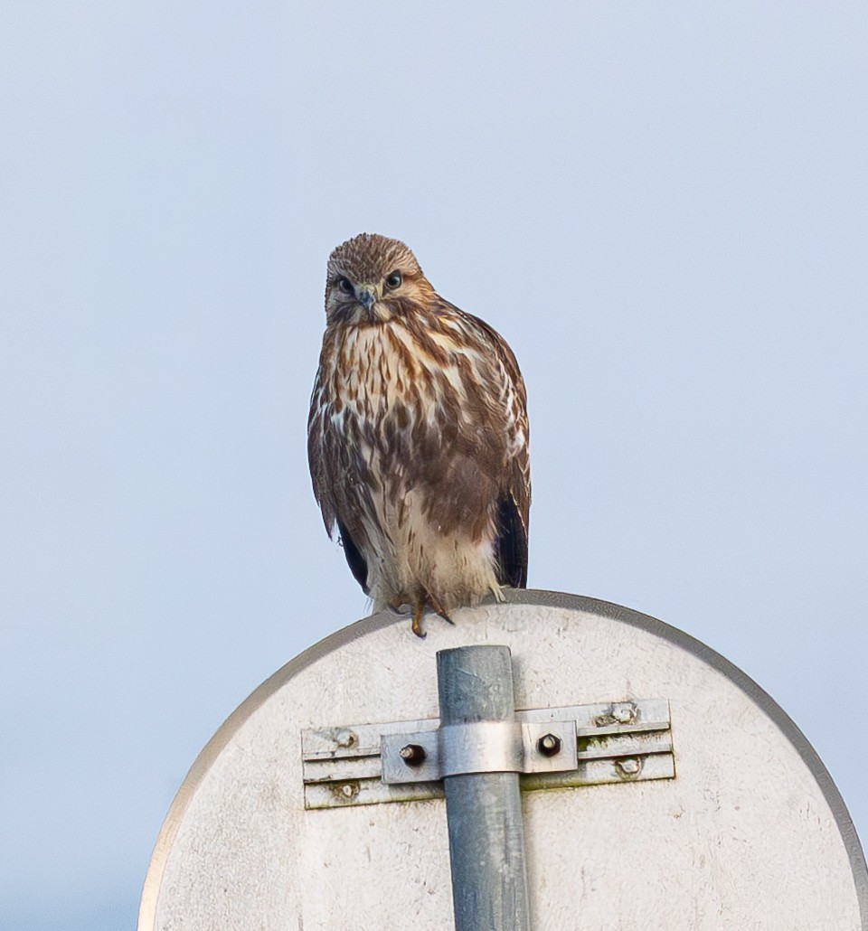 Восточный канюк - ML647676365