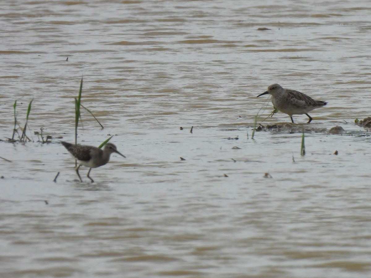 Большой песочник - ML647676366