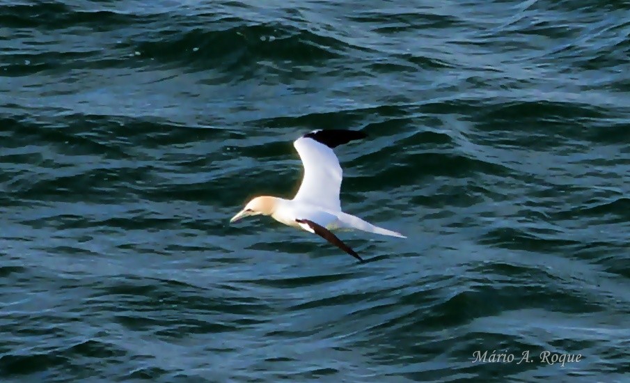 Северная олуша - ML647676369