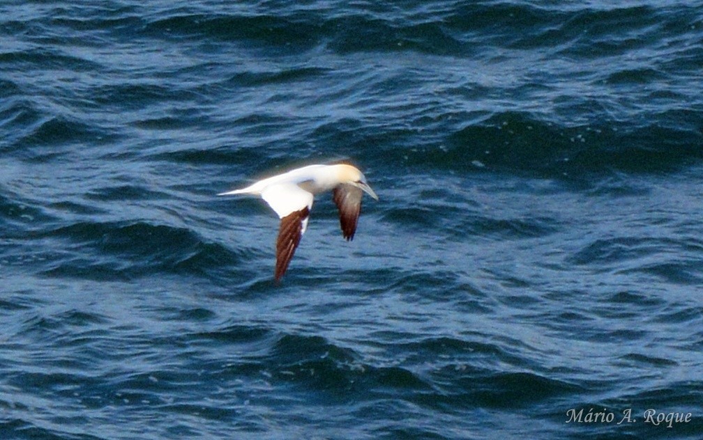 Северная олуша - ML647676370