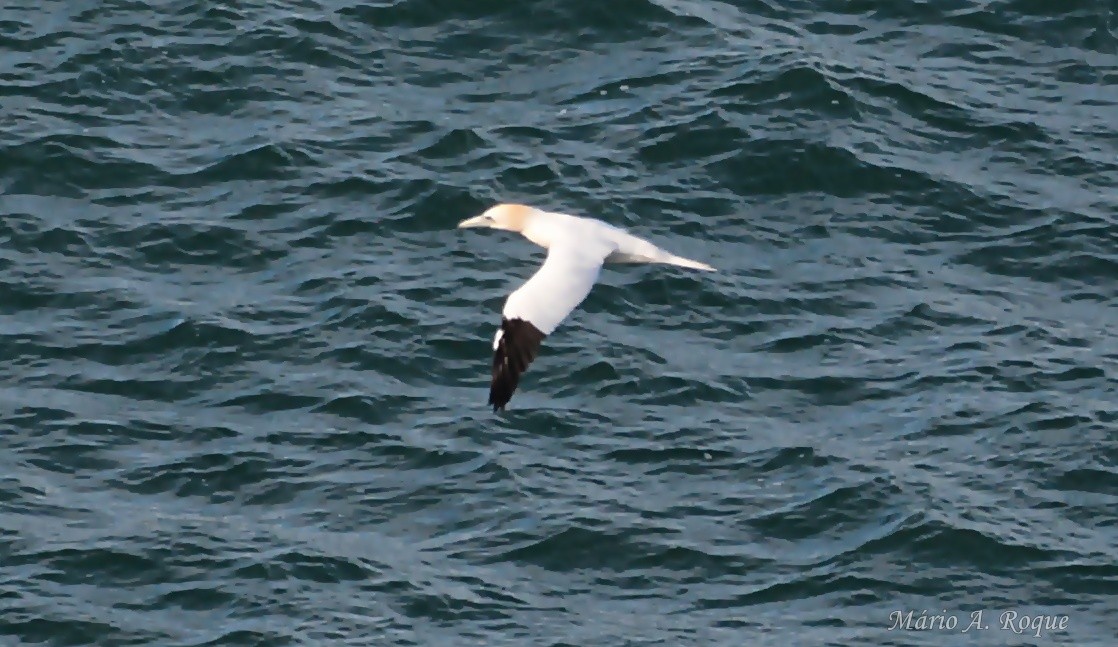 Северная олуша - ML647676371