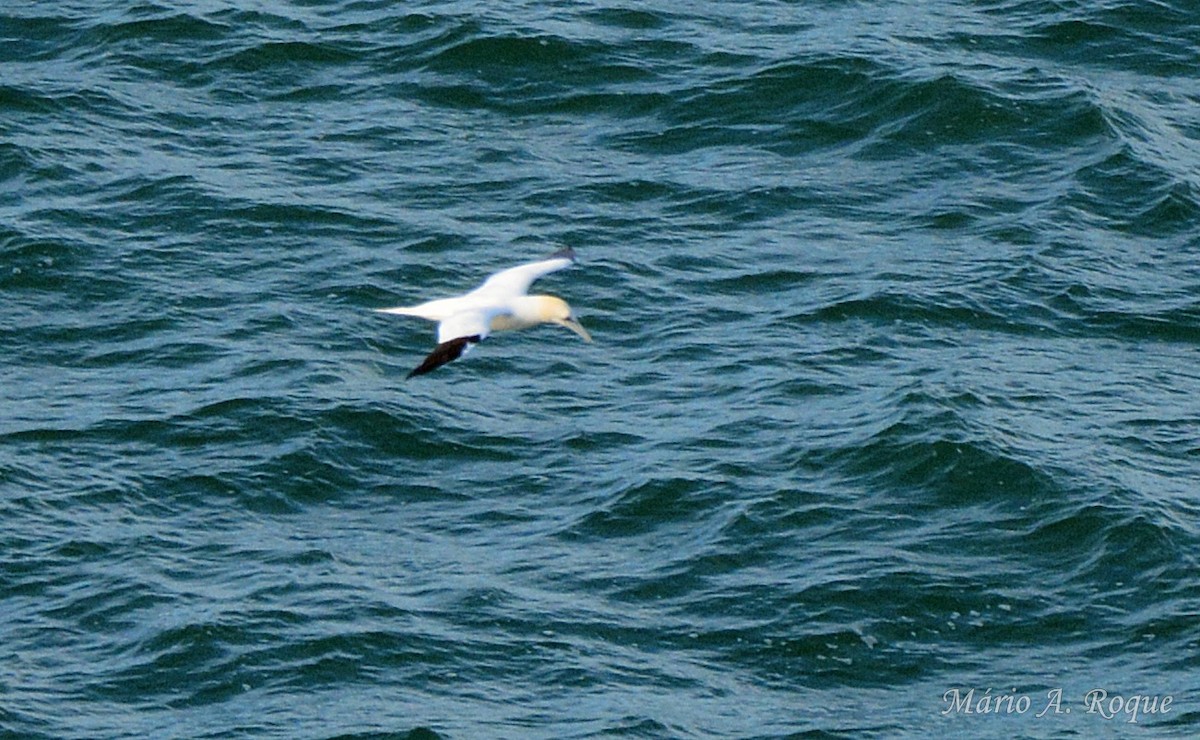 Северная олуша - ML647676372