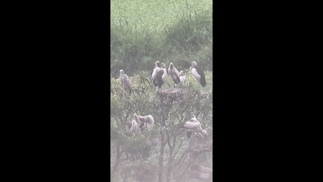 Asian Openbill - ML647676406