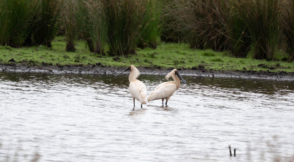 Косар королівський - ML647676424