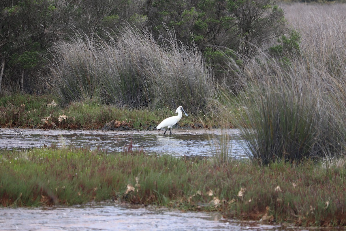 Косар королівський - ML647676433