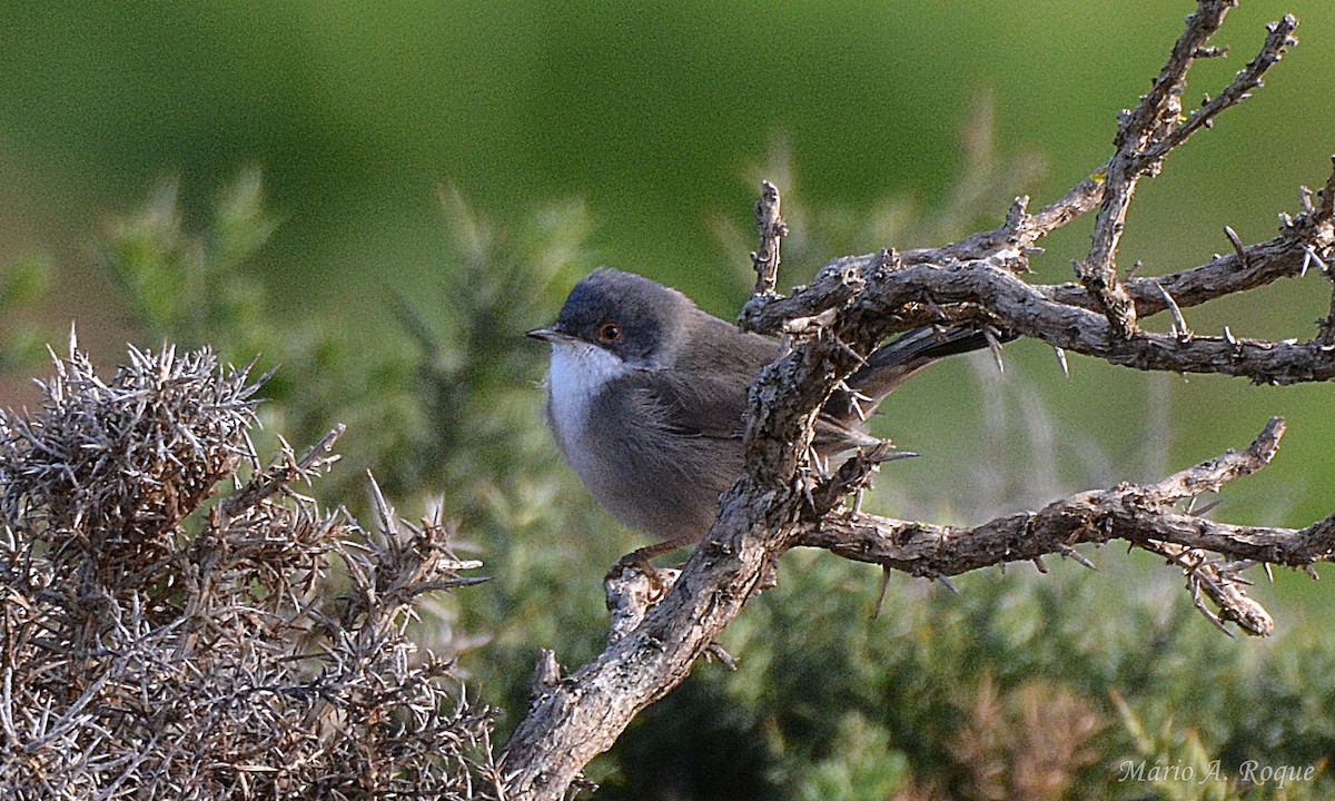 Sardinian Warbler - ML647676483
