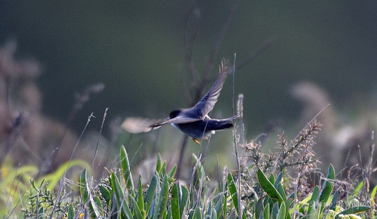 Sardinian Warbler - ML647676484