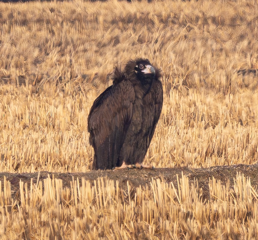 Buitre Negro - ML647676540