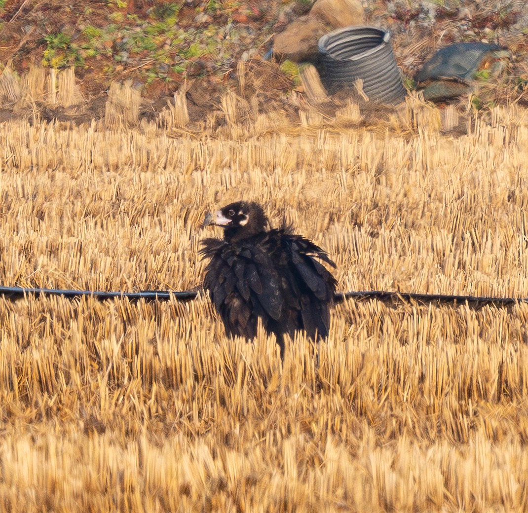 Buitre Negro - ML647676541