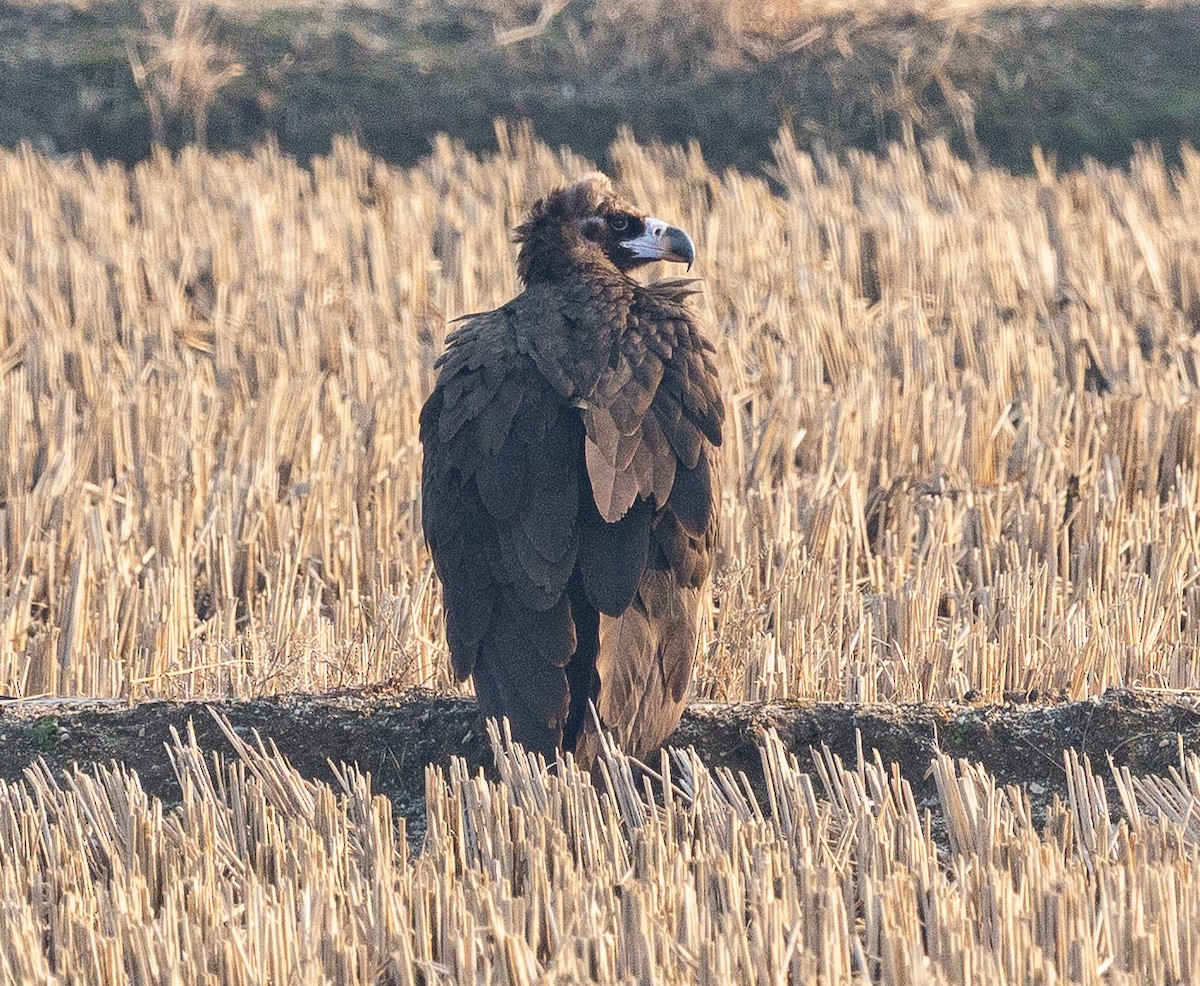 Buitre Negro - ML647676542