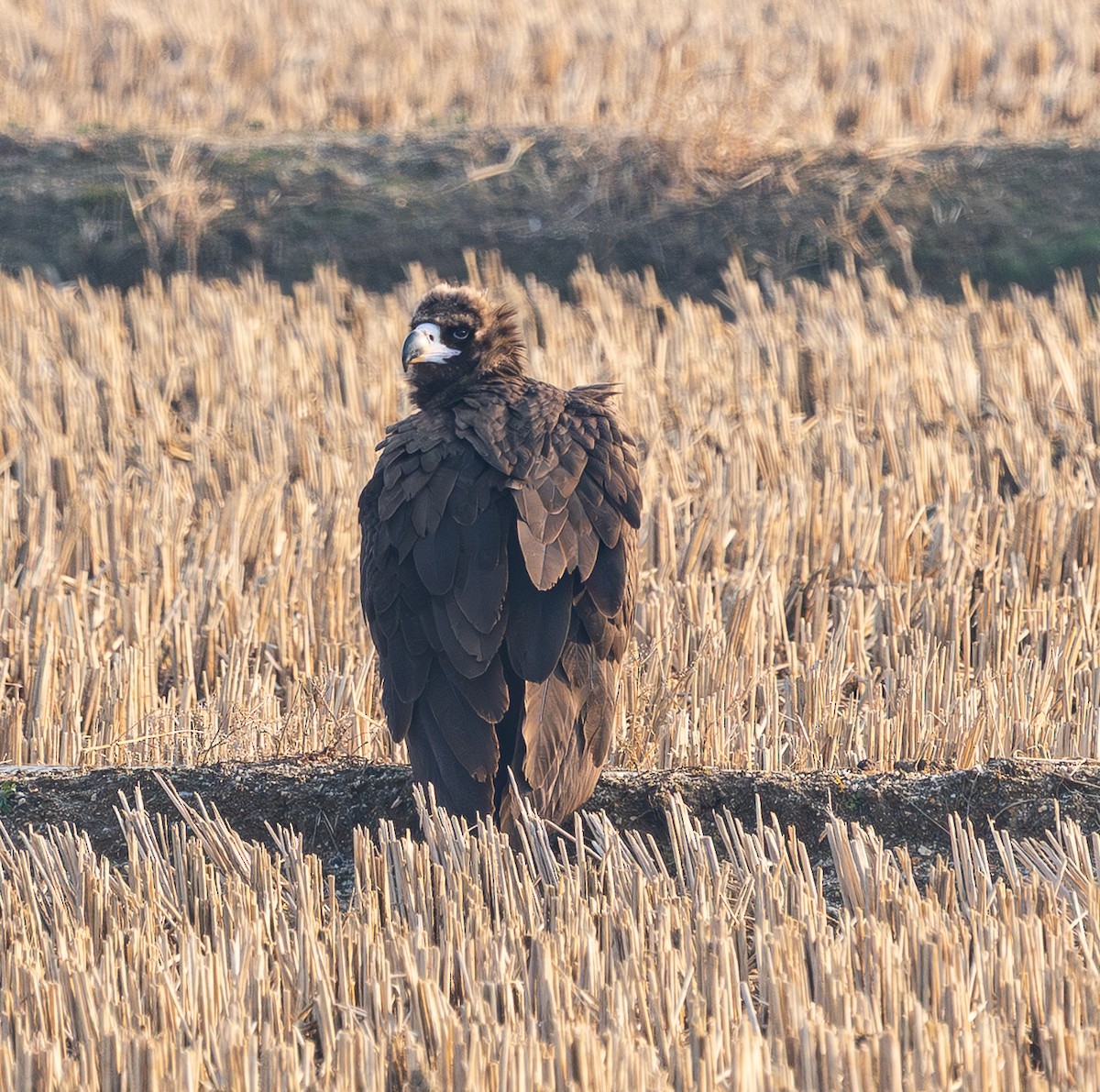 Buitre Negro - ML647676543