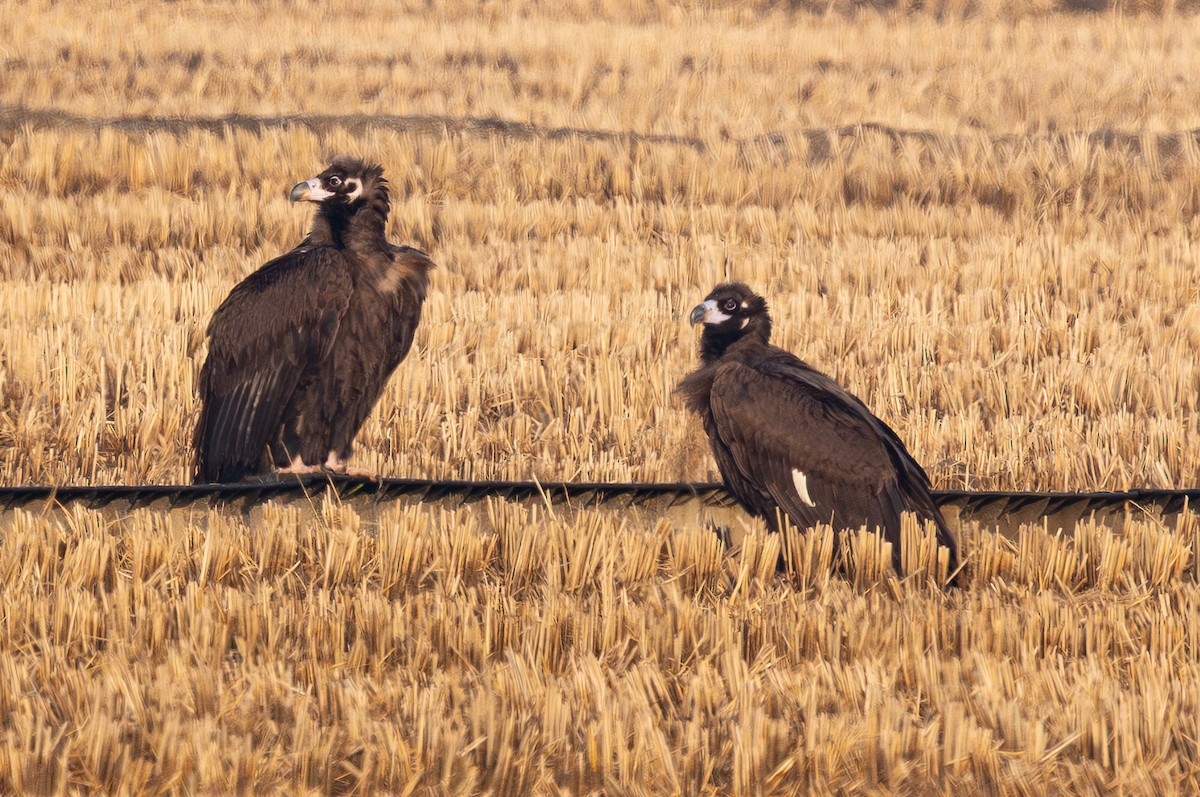 Buitre Negro - ML647676544