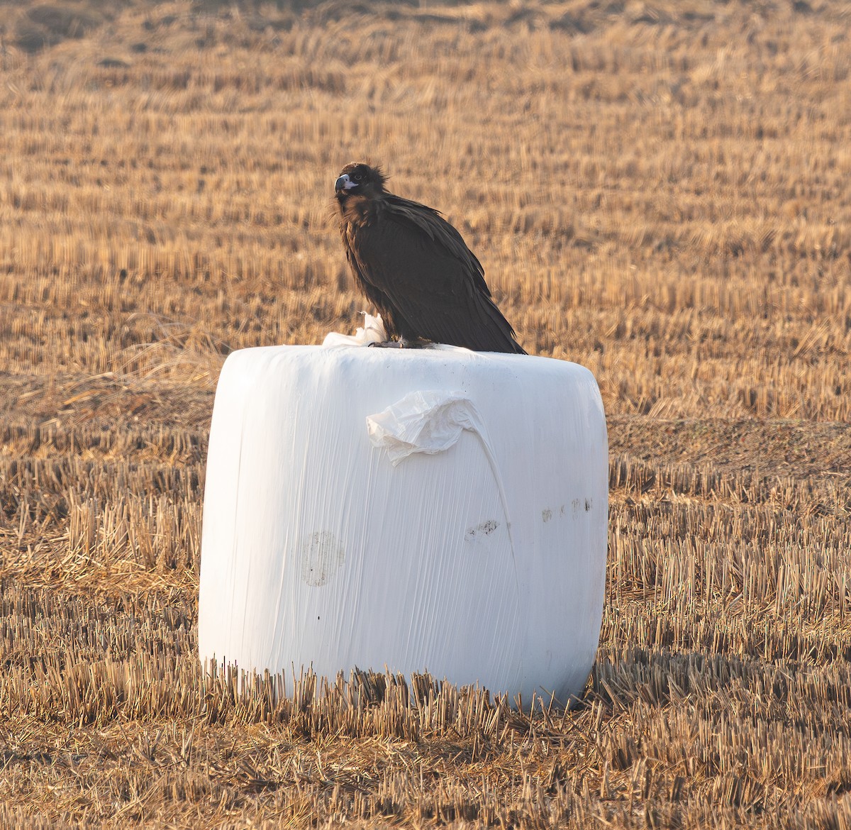 Buitre Negro - ML647676545