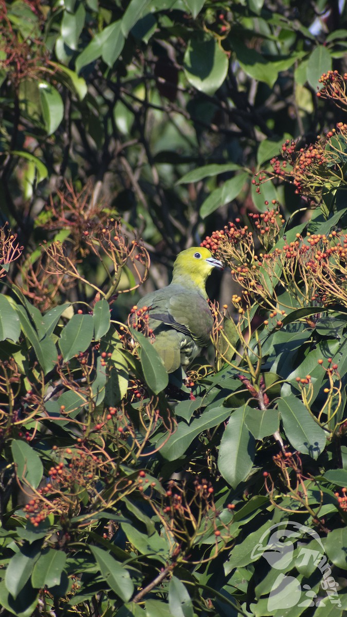 White-bellied Green-Pigeon - ML647676548