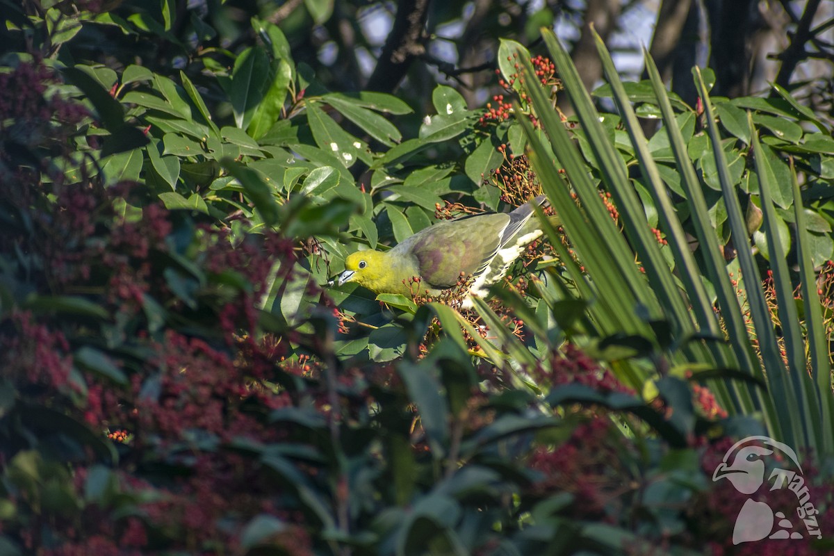 White-bellied Green-Pigeon - ML647676549