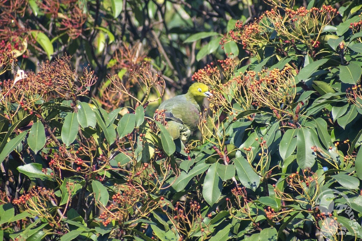 White-bellied Green-Pigeon - ML647676550
