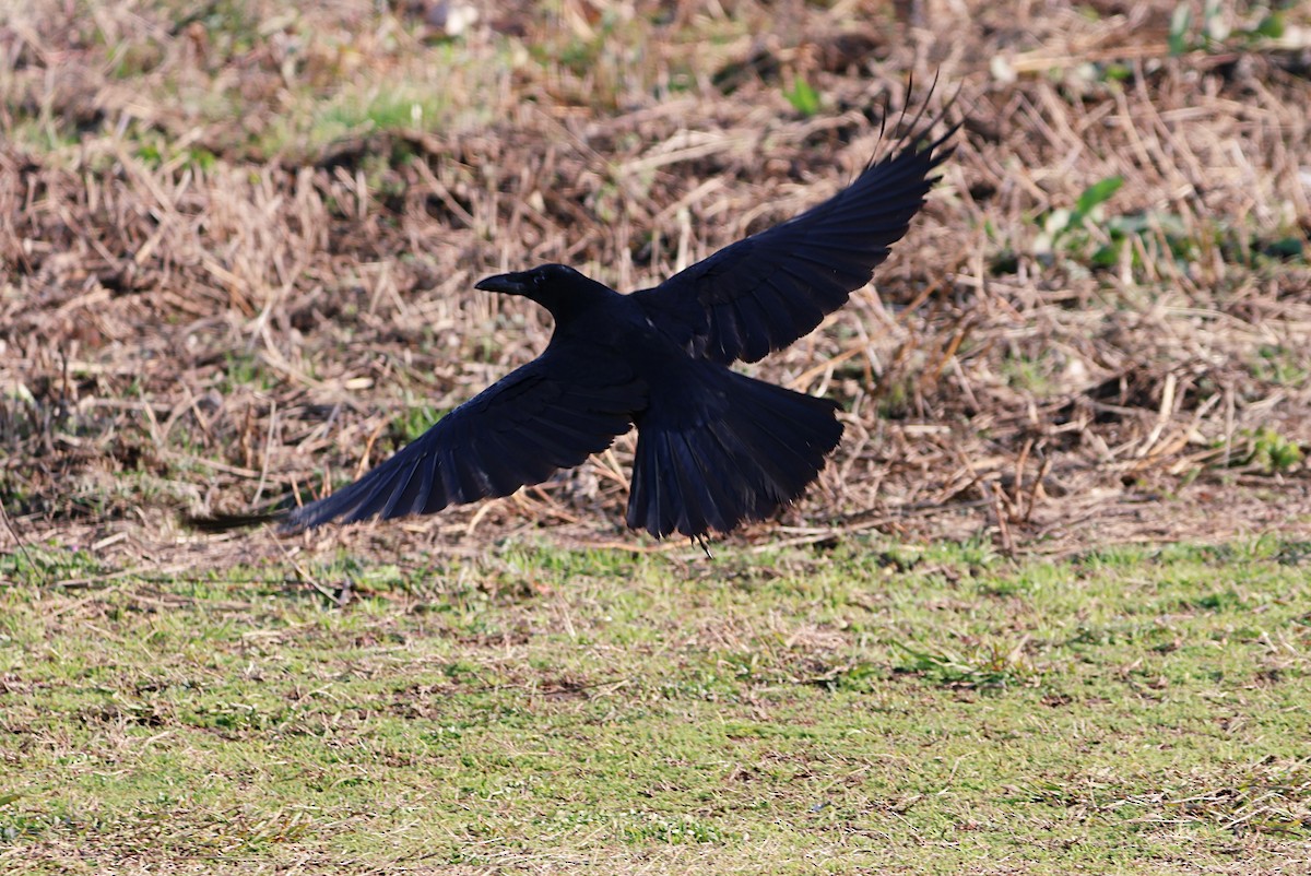 Large-billed Crow - ML647676556