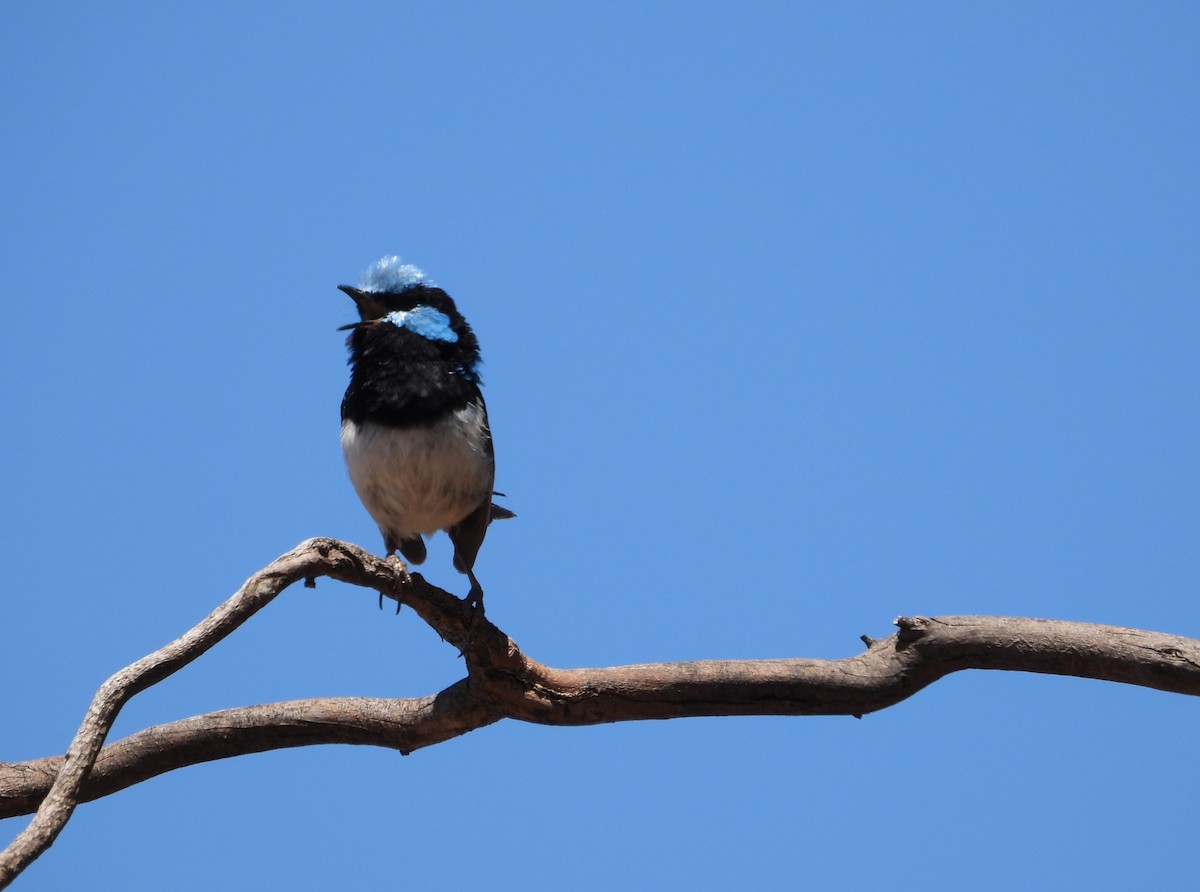 Superb Fairywren - ML647676614