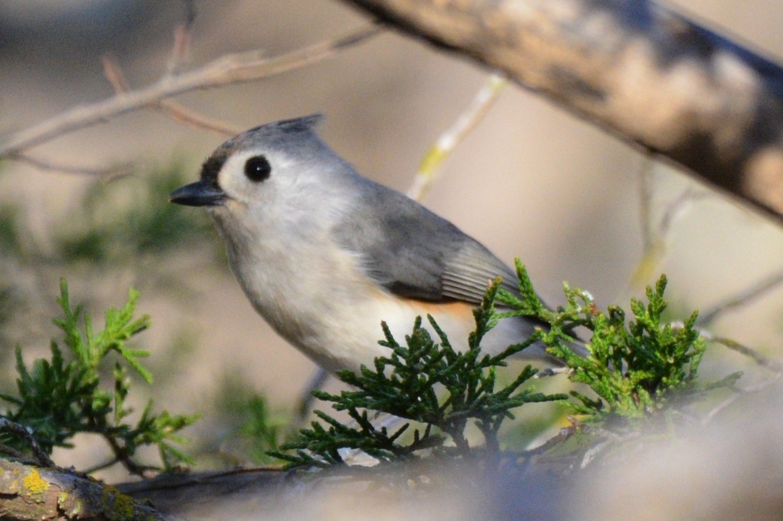 Tufted Titmouse - ML647676615