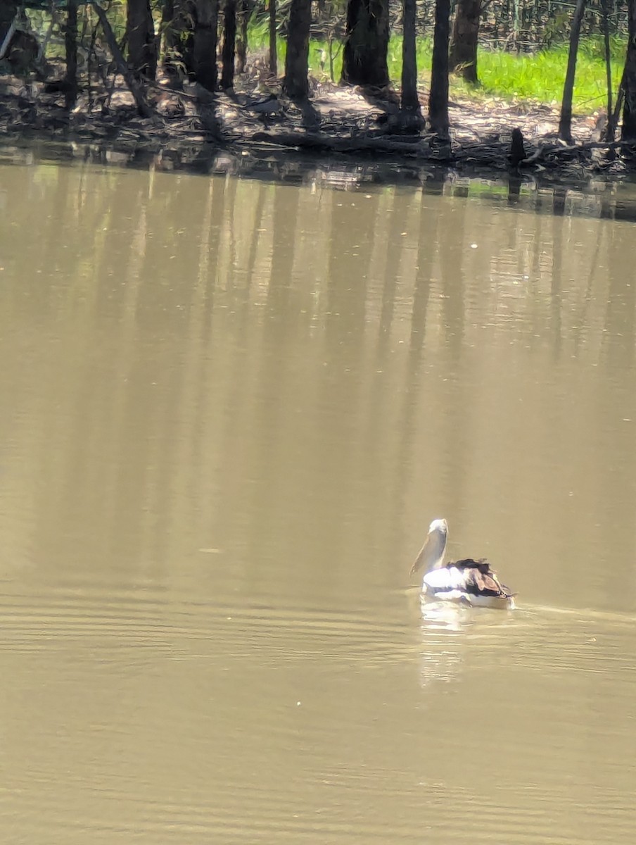 Australian Pelican - ML647676616