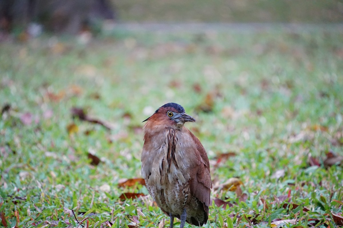 Malayan Night Heron - ML647676617
