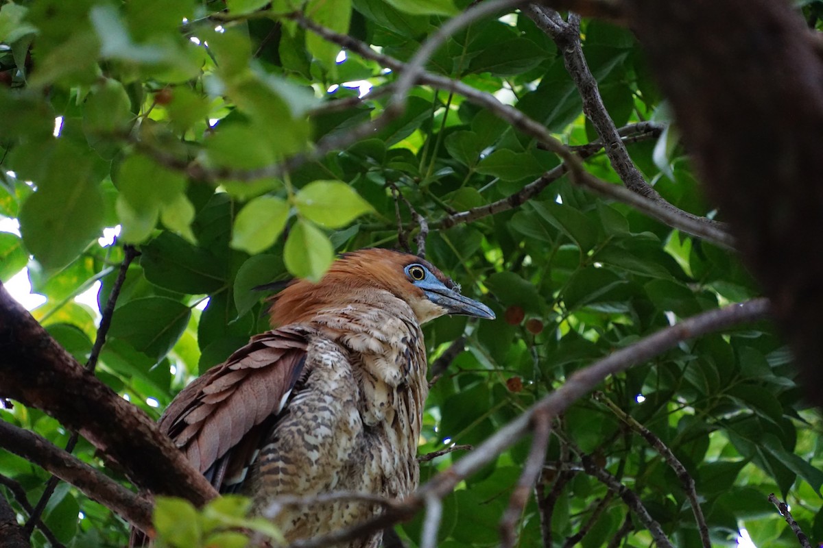 Malayan Night Heron - ML647676618