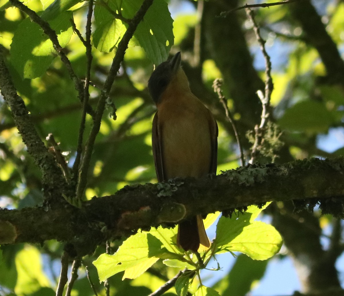 Crested Becard - ML647676619