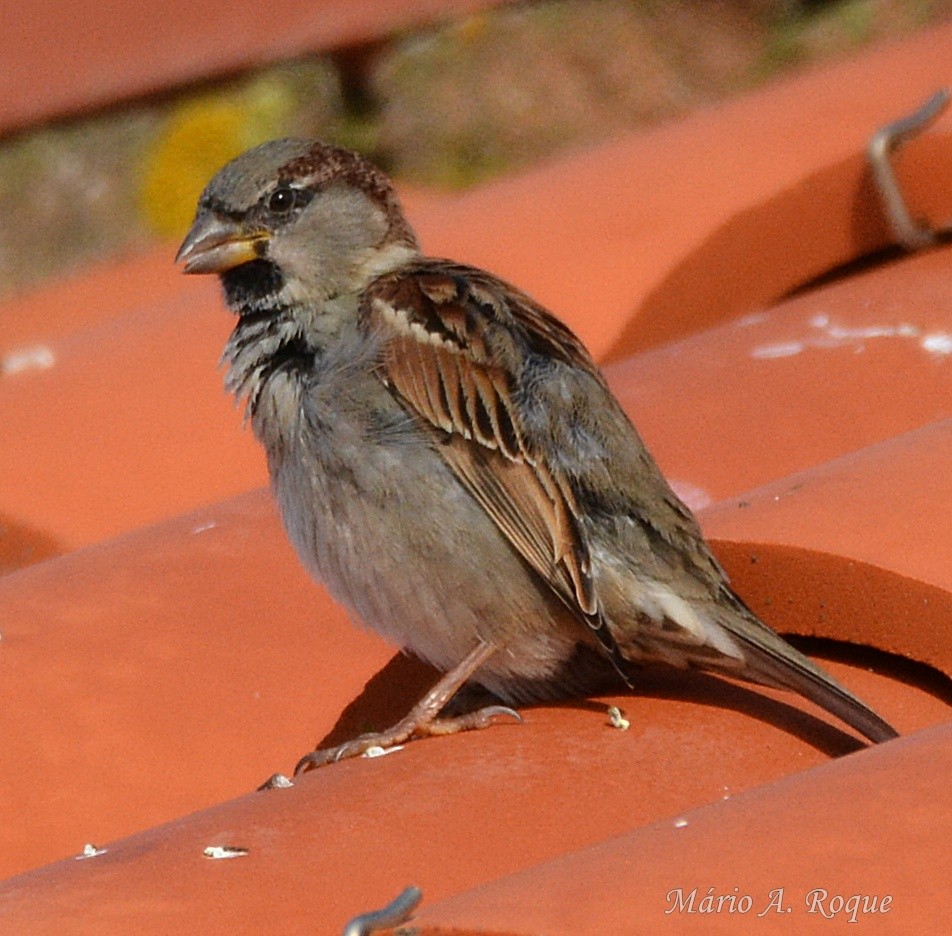 House Sparrow - ML647676620