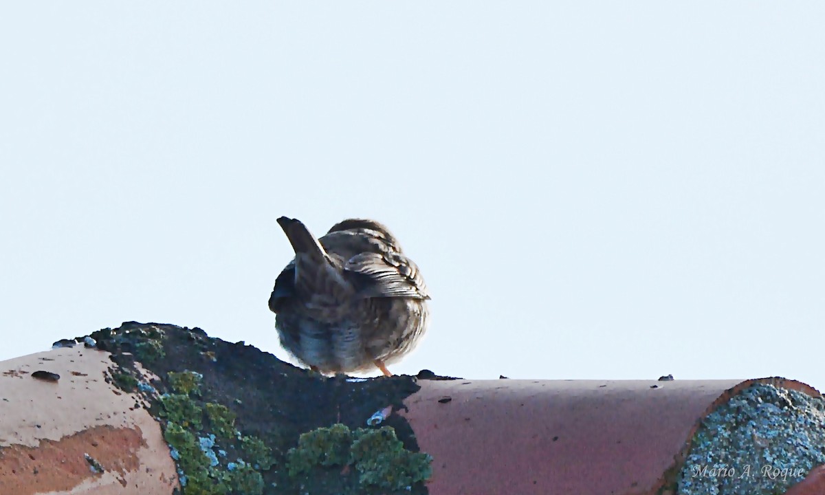 House Sparrow - ML647676621