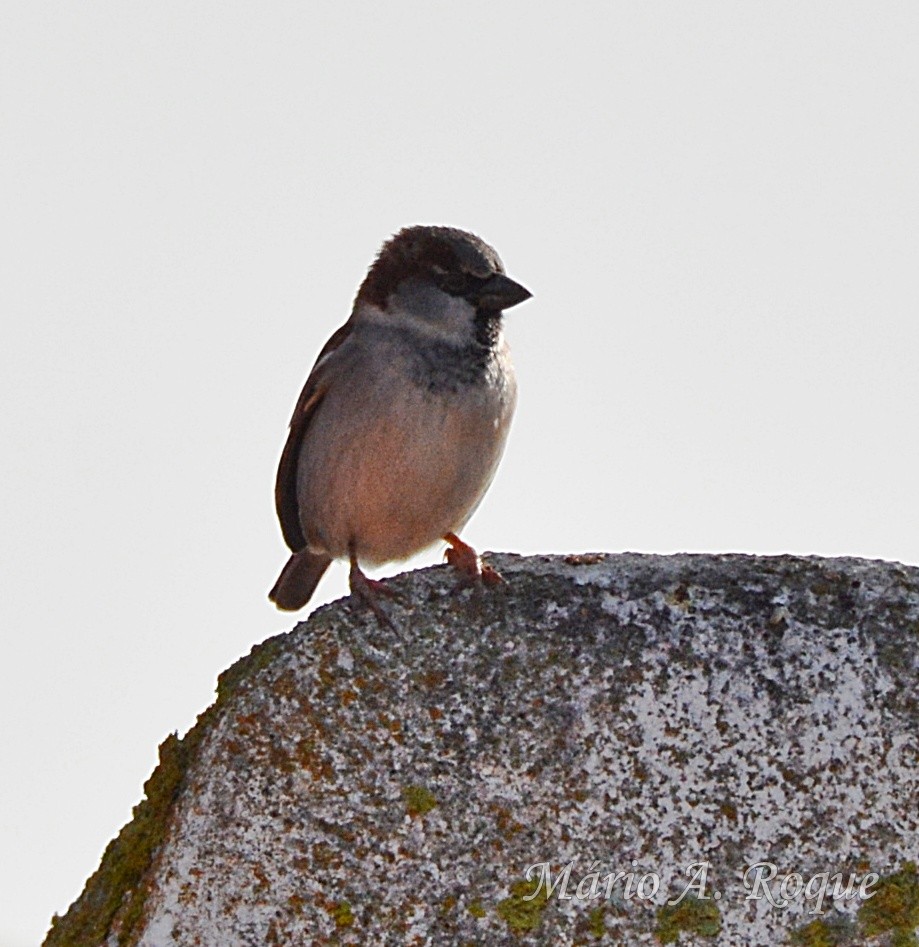 House Sparrow - ML647676622